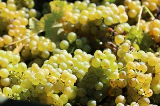 vino